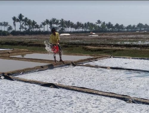 টেকনাফে লবনের ন্যায্য দাম পাচ্ছে না চাষীরা, চাষে অনীহা