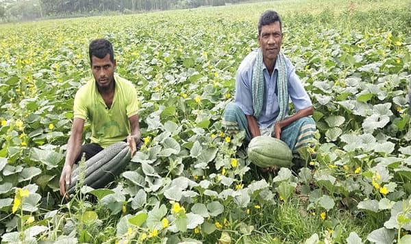 ইন্দুরকানীতে বাঙ্গির বাম্পার ফলন, দাম পেয়ে খুশি চাষীরা