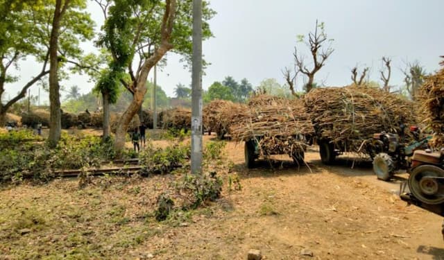 মোচিকে ২২ ঘন্টা আখ মাড়াই বন্ধ