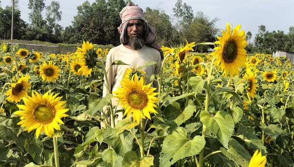 শ্রীমঙ্গলে সূর্যমুখী চাষে লাভের স্বপ্ন কৃষকের