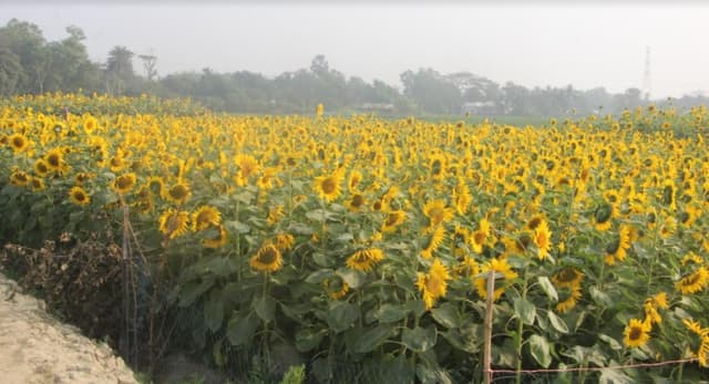 ফসলের মাঠে সূর্যমূখীর রাঙ্গা হাসি