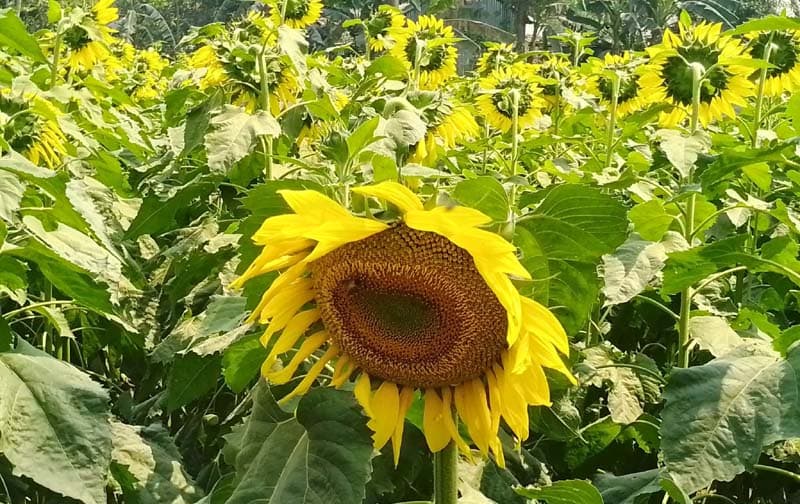 সূর্যমুখী চাষ করে বিপাপে কৃষক!