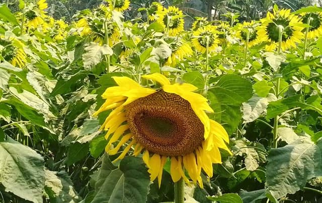 সূর্যমুখী চাষ করে বিপাপে কৃষক!