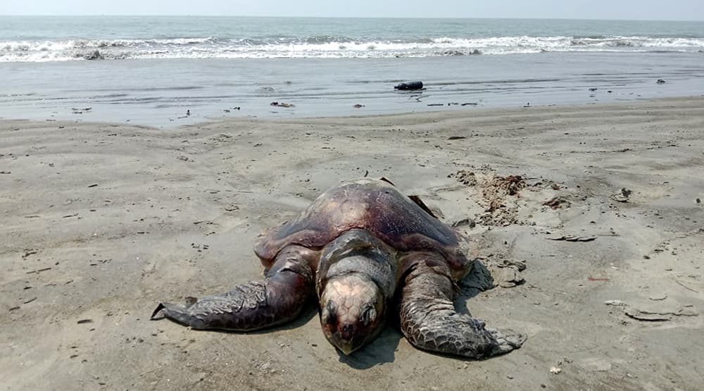 কুয়াকাটা সৈকতে মৃত দুটি মা কচ্ছপ