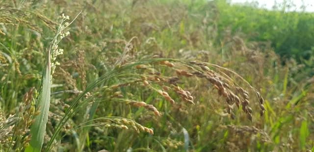 দেখতে ধানের মতো মনে হলেও এই ফসলের নাম চিনা