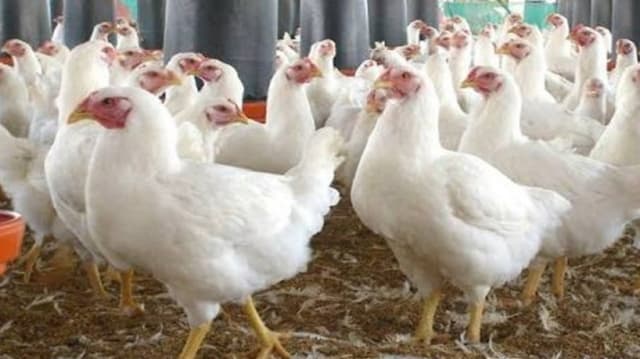 মুরগির বাজারে ফিরছে স্বস্তি