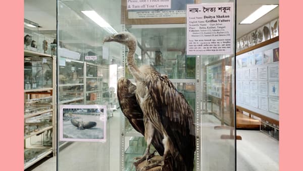 এক ছাদের নিচে সিংহ-বাঘসহ ৫ হাজার প্রাণীর বসবাস!