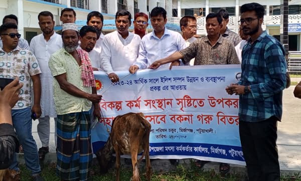 মির্জাগঞ্জে নিবন্ধিত জেলেদের মাঝে বকনা বাছুর বিতরণ