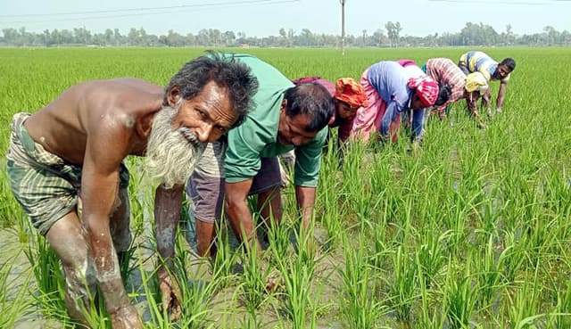 পাঁচবিবিতে ধান ক্ষেতের আগাছা পরিস্কারে ব্যস্ত কৃষকেরা