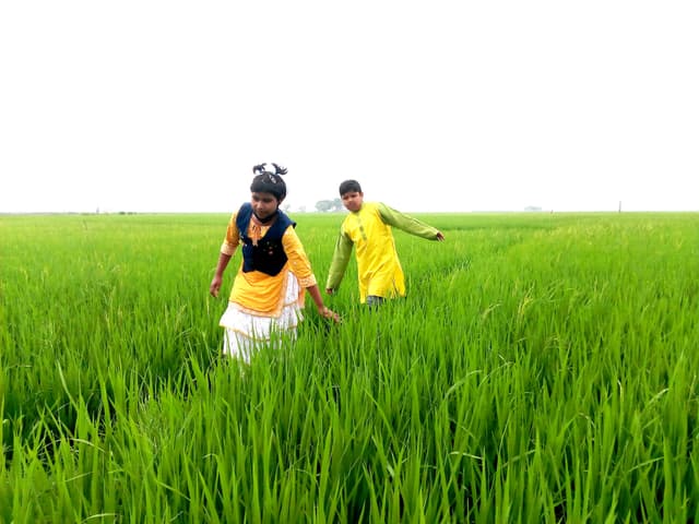 সবুজে সবুজে ছেয়ে গেছে আত্রাইয়ের বিস্তীর্ণ ফসলের মাঠ