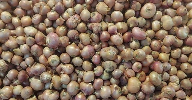 হিলিতে দেশি পেঁয়াজ কেজিতে দাম কমেছে ১৫ টাকা