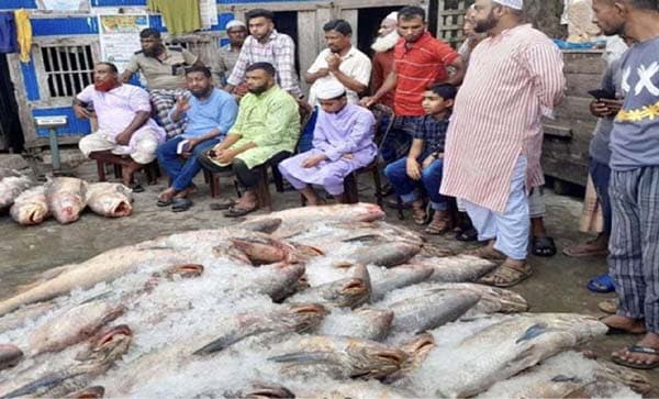 আবারো ইন্দুরকানীর সেই জেলের জালে ধরা পড়ল ২৫ লাখ টাকার লাক্ষা মাছ
