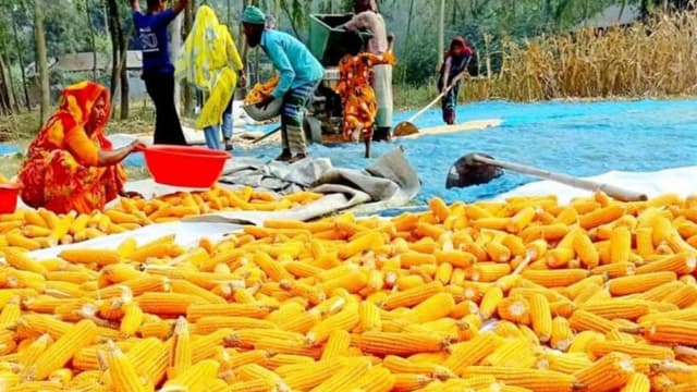 যমুনার বালুচরে ভুট্টার বাম্পার ফলন