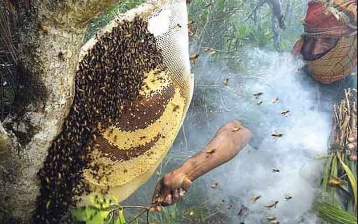 সুন্দরবনে মধু আহরণ মৌসুম শুরু