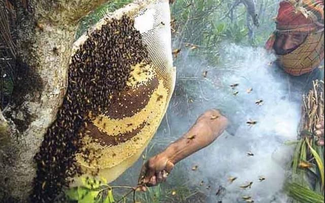 সুন্দরবনে মধু আহরণ মৌসুম শুরু