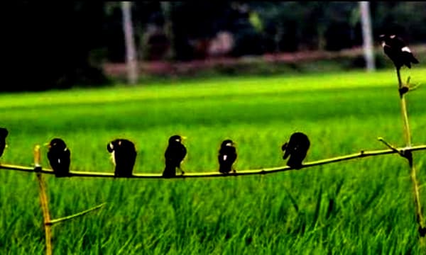 আশাশুনিতে ইরি ধানের বাম্পার ফলনের সম্ভাবনা, তবুও চিন্তিত কৃষকরা