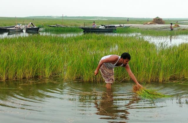 যমুনায় হঠাৎ পানি বৃদ্ধিতে শঙ্কায় বোরো চাষীরা