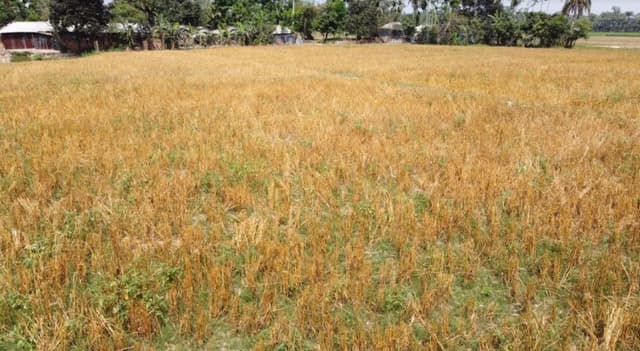 জোর পুর্বক কৃষকের ফসল কেটে নেওয়ার অভিযোগ