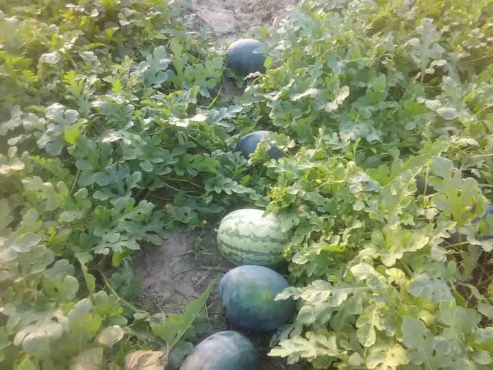 লকডাউন ঘোষণায় উদ্বেগে দখিনের তরমুজ চাষিরা