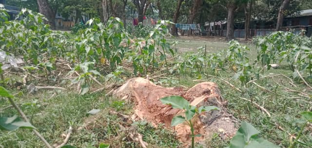 পটুয়াখালীতে ইউএনও এর বিরুদ্ধে বনবিভাগের গাছ কাটার অভিযোগ
