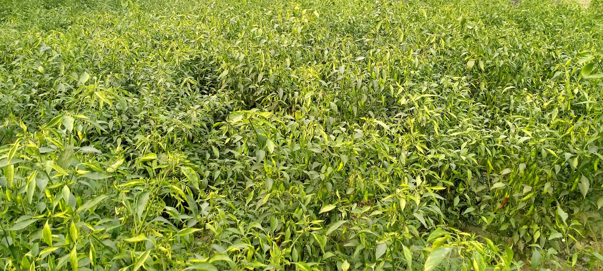 মরিচ চাষে সফলতার রঙ্গিন স্বপ্ন দেখছে নদী পারের কৃষক