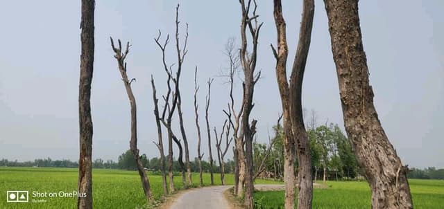 রাস্তার পাশে মরা গাছে মরণ  ফাঁদ