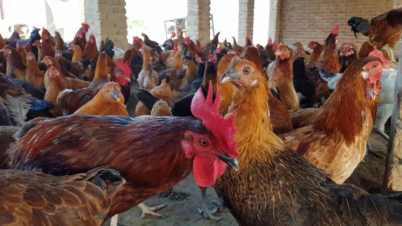 মুরগির দাম কেজিতে কমল ১০০ টাকা