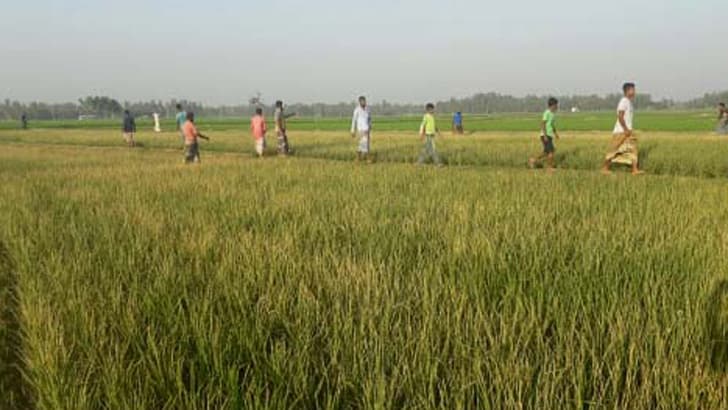 দশ মিনিটের গরম বাতাসে জ্বলে গেল ২৬ হাজার হেক্টর জমির ধান!