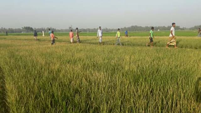 দশ মিনিটের গরম বাতাসে জ্বলে গেল ২৬ হাজার হেক্টর জমির ধান!