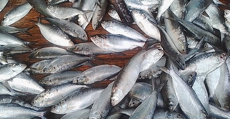 জাটকা বিক্রির দায়ে ২ আড়তদারের জেল