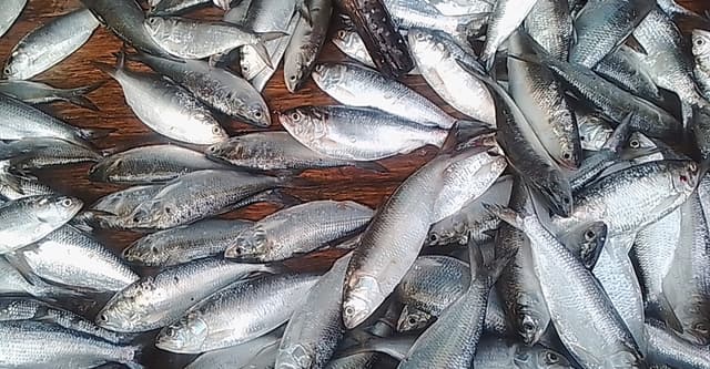জাটকা বিক্রির দায়ে ২ আড়তদারের জেল