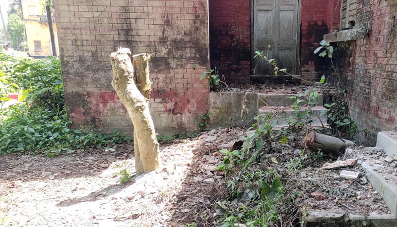 অফিস পাহারার ফাঁকে সরকারী গাছ চুরি!