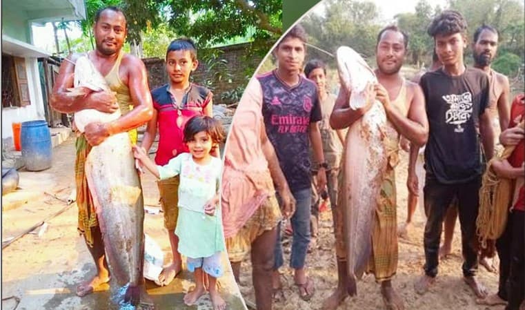 ২০ কেজি ওজনের বোয়াল মাছ ধরা পড়লো লোহাগাড়ায়