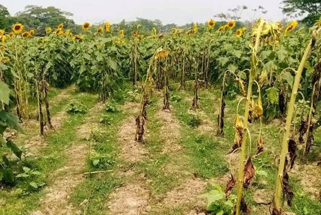 রাজাপুরে ৬০ শতাংশ জমির সূর্যমুখী গাছ লবন দিয়ে ক্ষতিসাধনের অভিযোগ