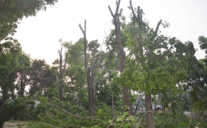 নিয়মবহির্ভুতভাবে গাছ কাটার অভিযোগ