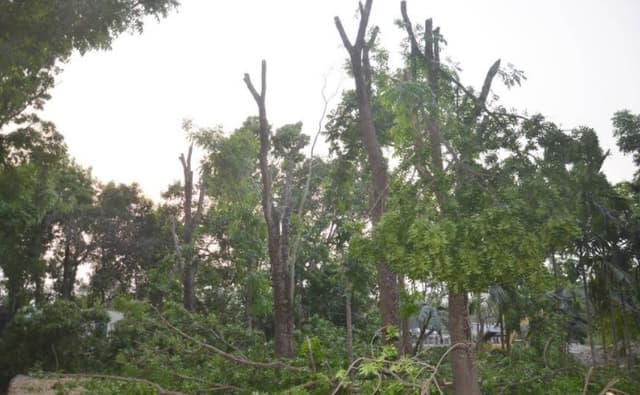 নিয়মবহির্ভুতভাবে গাছ কাটার অভিযোগ