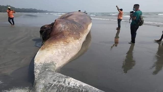 ফের ভেসে এসেছে হিমছড়ি সৈকতে মৃত তিমি