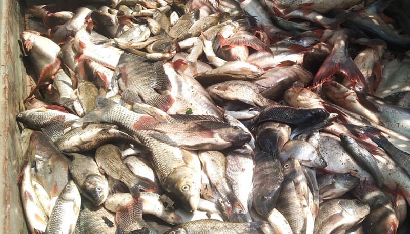 দেবীদ্বারে মাছের সাথে শত্রুতা, পুকুরে বিষ প্রয়োগ!