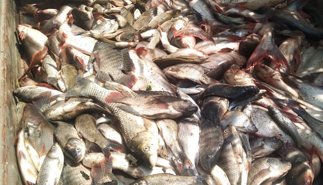 দেবীদ্বারে মাছের সাথে শত্রুতা, পুকুরে বিষ প্রয়োগ!