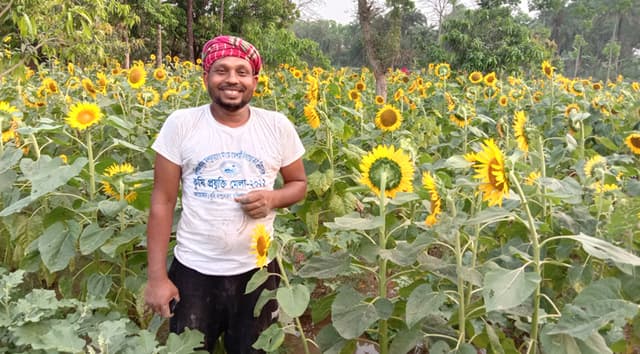 লালপুরে সাথি ফসল হিসেবে সূর্যমুখী চাষে সফলতা