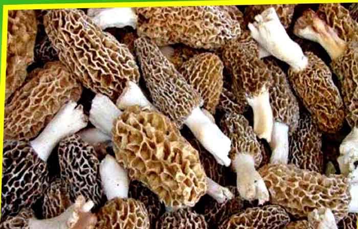 প্রধানমন্ত্রীর প্রিয় সবজি! দাম শুনলে চমকে যাবেন