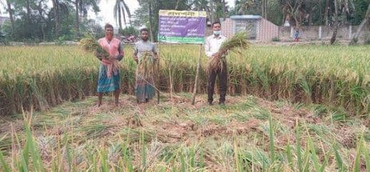 আশাশুনিতে প্রদর্শনী ক্ষেতে নমুনা ফসল কর্তন
