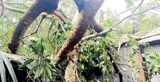 কালবৈশাখী ঝড়ে ঘরে গাছচাপায় দুই শিশুসন্তানসহ মায়ের মৃত্যু