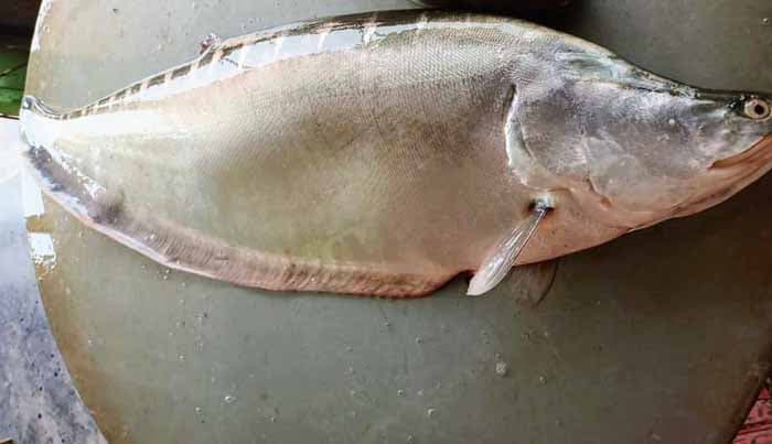 পদ্মার এক চিতল ১৮ হাজারে বিক্রি