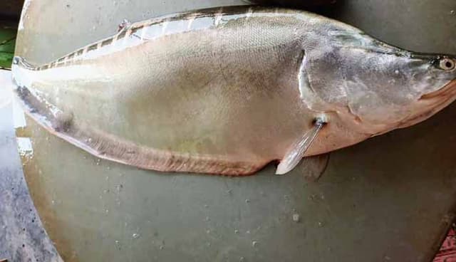 পদ্মার এক চিতল ১৮ হাজারে বিক্রি