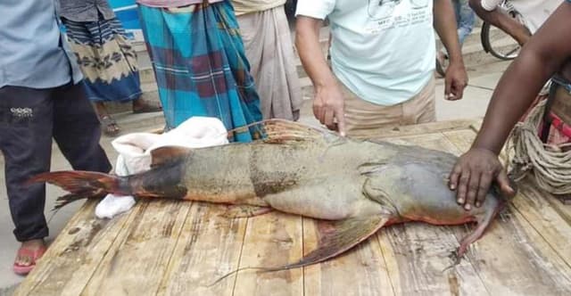 ২৯ কেজির বাঘাইড় ধরা পড়ল পদ্মায়