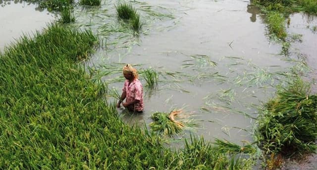 কৃষকের স্বপ্ন ভেসে যাচ্ছে জোয়ারে !