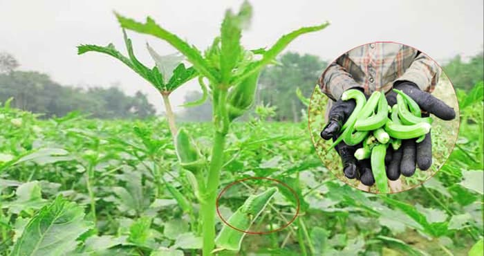 ভূঞাপুরে ঢেঁড়সে পোকার আক্রমণ, দিশেহারা কৃষক