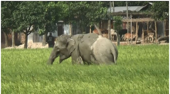 ক্ষুধার জ্বালায় সার্কাসের হাতির তাণ্ডব