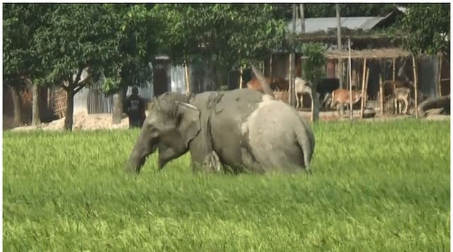ক্ষুধার জ্বালায় সার্কাসের হাতির তাণ্ডব